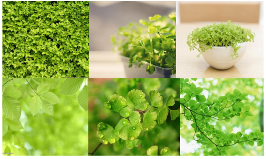 綠植物.png